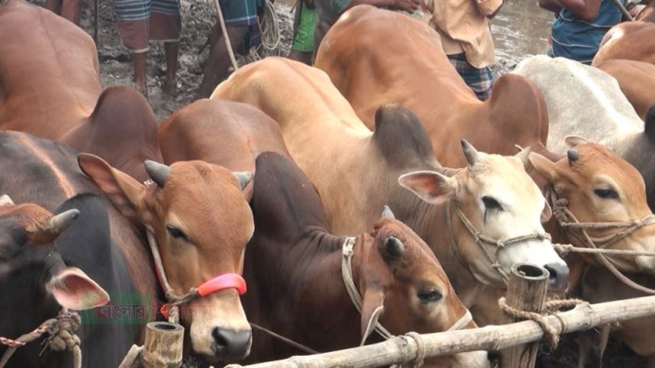 ক্রেতার অপেক্ষায় কুড়িগ্রামের খামারিরা