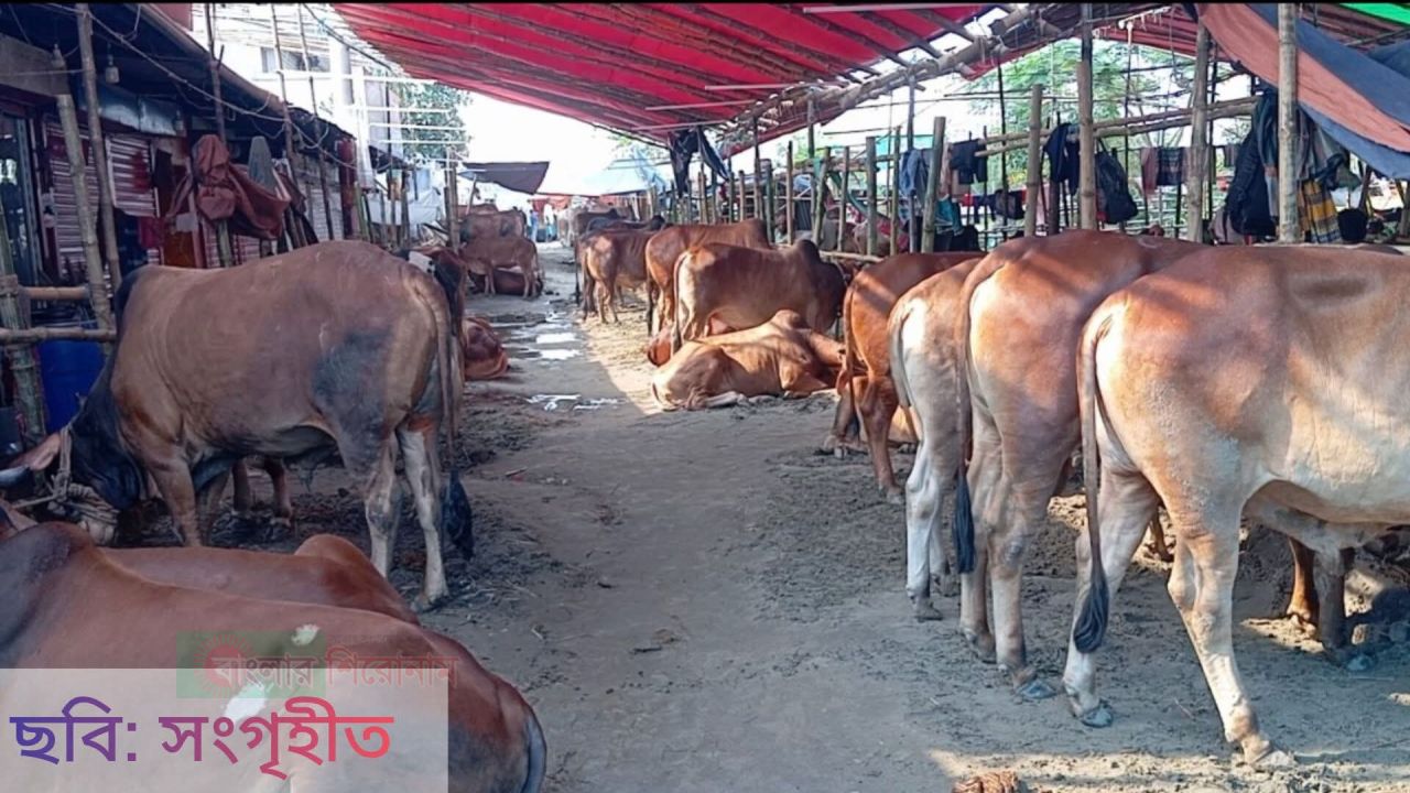 নারায়ণগঞ্জ বন্দরে ২৩নং ওয়ার্ডে পশুর হাটের আয়ের বণ্টন নিয়ে ক্ষোভ
