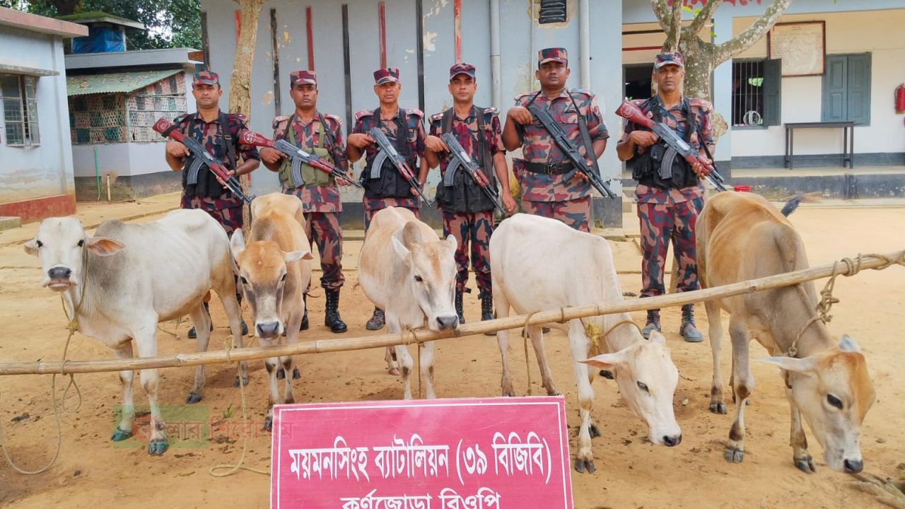 শ্রীবরদী সীমান্ত থেকে ৫টি ভারতীয় গরু উদ্ধার করেছে বিজিবি 
