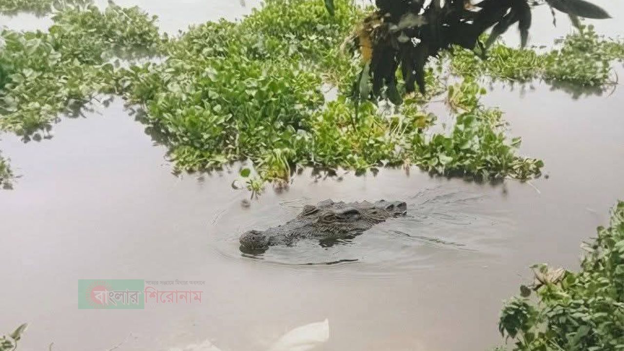 ​আড়াইহাজারে কুমির আতঙ্ক: এলাকায় মাইকিং