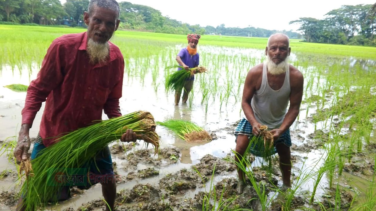 দুমকিতে লক্ষ্যমাত্রার চেয়ে বেশি আমন চাষের সম্ভাবনা,চারা রোপণে ব্যস্ত কৃষক
